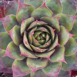 Sempervivum - Dachwurz - Hauswurz